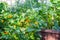 Raised bed with nasturtiums, dill, cucumber plants