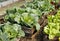 Raised bed pallet vegetable garden