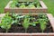 Raised beds gardening in an urban garden growing plants herbs spices berries and vegetables. Harvesting lettuce