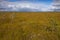 Raised bog with rare pine trees