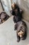 Raised Brown Bears crawling on the concrete ground at Noboribetsu Bear Park in Hokkaido, Japan