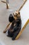 Raised brown bears sitting on slider and raise hand beg for food at Noboribetsu Bear Park in Hokkaido, Japan
