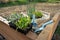 Raised garden bed covered with straw mulch