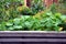 Raised garden bed with flowers and vegetable plants