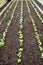 A raised vegetable bed with five rows of seedling vegetables