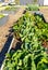 Raised vegetable beds in urban Community city Garden Australia NSW