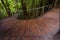 Raised walkway in rainforest floor near Katoomba in New South Wa