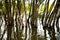 Raised water level in the river. Reflection of trees in the water. Flood