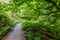 A raised wooden boardwalk pathway winds through leafy green tree