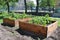 Raised Wooden Garden Beds with Lush Greenery in Suburban Backyard