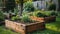 Raised wooden garden beds with young vegetable plants in urban backyard