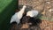 Raising 2 chickens with white feathers, organically raised on the floor.