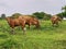 raising balinese cattle on a green grass background