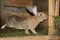 Raising & breeding rabbits on the farm