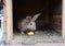 Raising and Breeding Rabbits for Meat. Feeding Rabbits with Corn on Rabbits Farm.