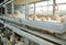 Raising broiler chickens. Adult chickens sit in cages and eat compound feed