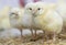 Raising broiler chickens at home, home farm. Young chicks that have just hatched