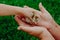 Raising chickens. Environmental education of children during the holidays. A hatched chicken in the hands of a grandmother farmer