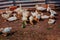 Raising ducklings in rural areas. Poultry yard. Young yellow ducklings in a poultry yard in Russia