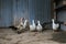 Raising ducks in an organic closed system farm keeps the ducks healthy.