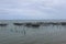 Raising fish in floating islands around Koh Yo Songkhla Lake Fisherman`s House at sunset at Songkhla Lake, Yo Island