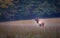 Raising his head to listen for danger, young male elk in meadow