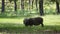 Raising wild boars in pine woods near Langbiang mountain, Da Lat city, Lam province, Vietnam