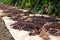 Raisins drying on paper in field