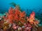 Raja Amat\'s reefs explode with colourful corals and fish, Indonesia