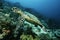 Raja Ampat Indonesia Pacific Ocean hawksbill turtle (eretmochelys imbricata) cruising above coral reef