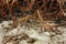 raja epaulette shark, hemiscyllium freycineti, epaulette shark