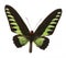 Rajah Brooke Birdwings- tropical buttelfly