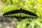 Rajah Brooke, Trogonoptera brookiana, big black and yellow green butterfly