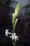 Rajanigandha; White Mexican Tuberose flowers