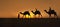 Rajasthan travel background - Three indian cameleers camel drivers with camels silhouettes in dunes of Thar desert on sunset. Ja