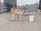 Rajasthani cow`s baby in India.