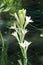 Rajnigandha tuberose flower in the garden