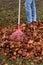 Rake leaves. Leaves. Gardening in the fall.