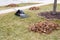 Raked autumn leaves on a mowed lawn in a garden