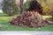 Raked pile of leaves on the grass at garden. Autumn garden work during sunny day.