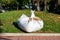 Raked up and collected fallen autumn leaves, tightly bound in a white plastic tarp awaiting transportation to the compost pile or