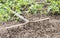 Rakes for farmer on the background of soil