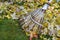 Raking autumn foliage