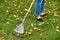 Raking fall leaves from lawn with leaf rake in autumn. Seasonal garden work. Backyard cleaning