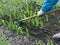 Raking of garlic plantation