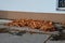 Raking leaves on piles. the leaves are taken to a composting plant or to a community composter. cleaning the yard behind the house