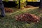 Raking leaves on piles. the leaves are taken to a composting plant or to a community composter. cleaning the yard behind the house