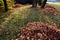 Raking leaves on piles. the leaves are taken to a composting plant or to a community composter. cleaning the yard behind the house
