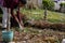 Raking leaves in springtime