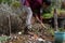 Raking leaves in springtime